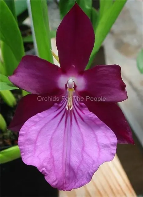 Miltonia spectabilis v Moreliana