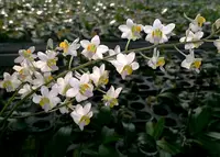 Phal. buyssoniana, (" Alba " x " Pink ")