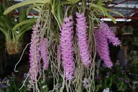 Rhynchostylis retusa