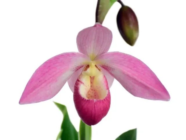 Phragmipedium Grouville (Phragmipedium)