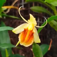 Coelogyne fimbriata