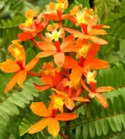 Orange Epidendrum Ground Orchid (Epidendrum spp.)