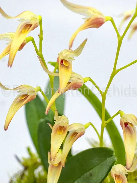 Specklinia picta (Specklinia)