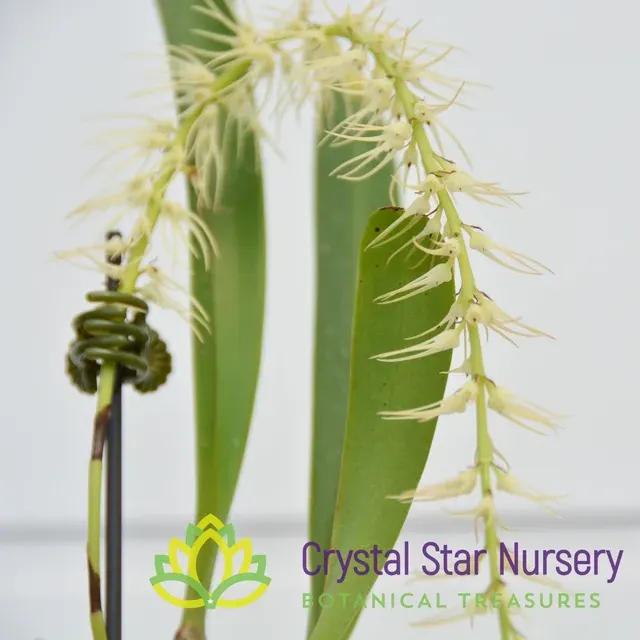 Bulbophyllum cocoinum