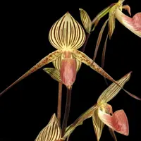 [Bare-root] Paph. Lady Rothschild [3" BS][July in stock]