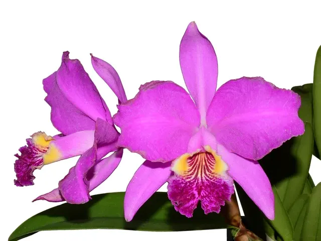 Cattleya lueddemanniana (Cattleya)