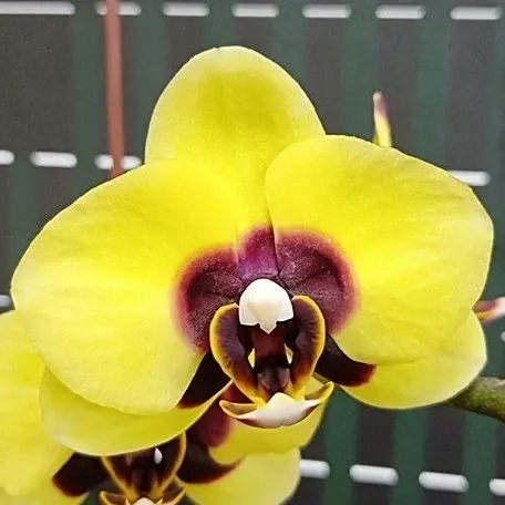 Phalaenopsis Surprising Peacock