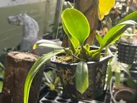 Bulbophyllum sanguineopunctatum