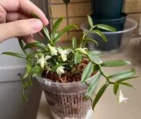 Dendrobium trinervium