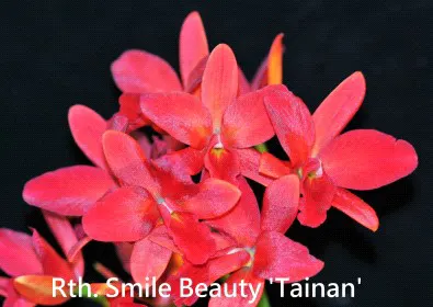 Rhyncattleanthe Smile Beauty 'Tainan' (Rhyncattleanthe)