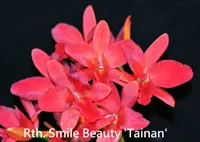 Rth. Smile Beauty 'Tainan' (Sunny Harmony x Alpha Plus Jewel) (M449) (Hybrid) Rth.=Rhyncattleanthe