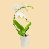 Phalaenopsis Wave Orchids All White in a 5" Deco Pot - 6 Plants per box - Free Shipping