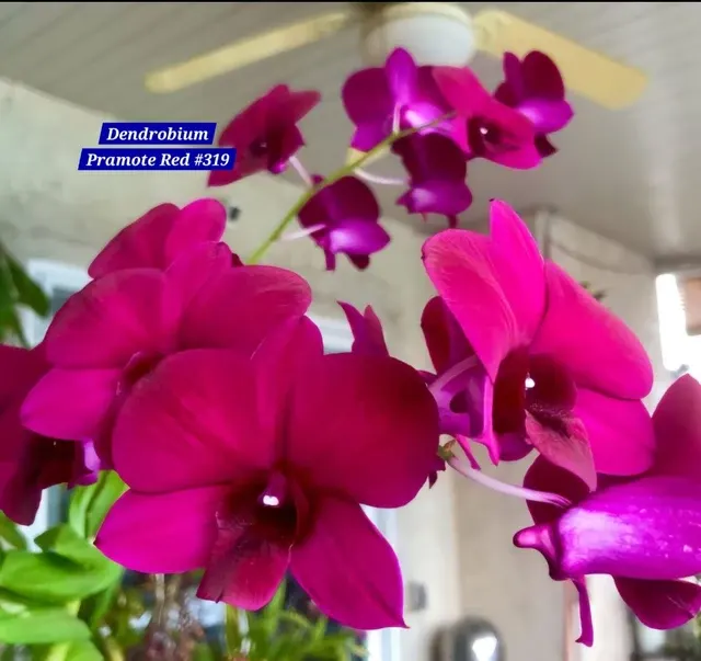Dendrobium 6 Red Orchid (Dendrobium)