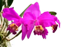 Cattleya lueddemanniana