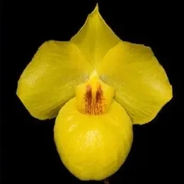 Paphiopedilium armeniacum sp (Paphiopedilum)