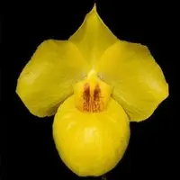 Paphiopedilium armeniacum sp.