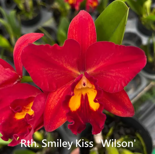Rhyncattleanthe Smiley Kiss 'Wilson' (Rhyncattleanthe)