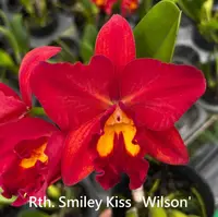 Rth. Smiley Kiss 'Wilson' (YD164) (Hybrid) Rth.=Rhyncattleanthe