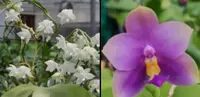 Phalaenopsis ((Penang Violecea) x (Penang Jewel x Yaphon All Friend)