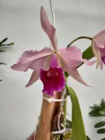 Cattleya Bletchleyensis | 5" pot | BS not in bloom