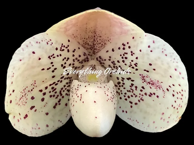 Paphiopedilum QF mini x bellatulum