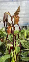 Paphiopedilum MICHAEL KOOPOWITZ (sanderianum x philippinense)