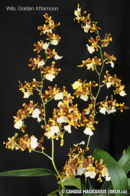 Wilsonara Golden Afternoon (Wilsonara)