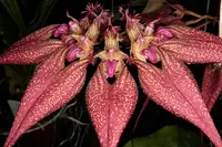 Bulbophyllum rothschildianum