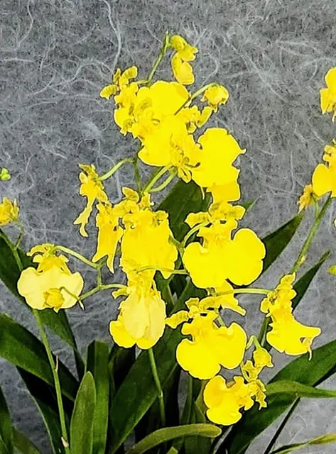 Oncidium Mayfair 'Honey Angel' (Oncidium)