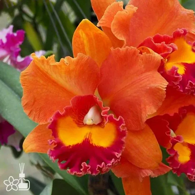 Rhyncholaeliocattleya Jairak Summer
