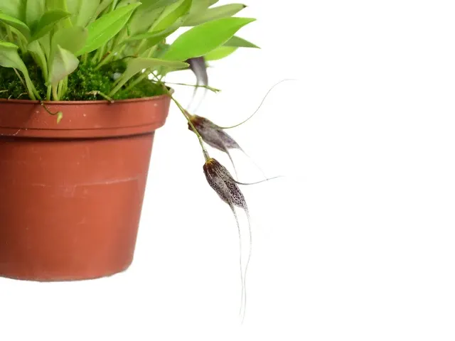 Masdevallia chaucana (Masdevallia)