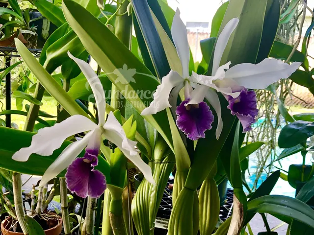 Laeliocattleya CG Roebling 'Beechview' (Laeliocattleya)