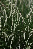 Dendrochilum tenellum
