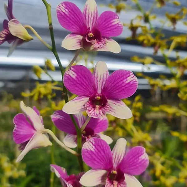 Dendrobium Triple Fantacy (Dendrobium)