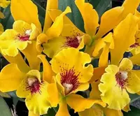 Eplc. Jackie Bright 'Hilo Stars'