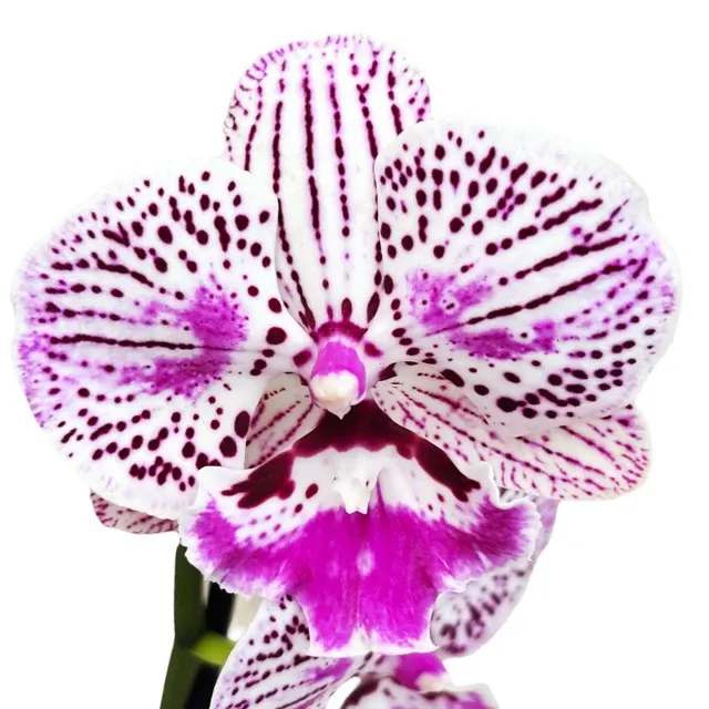 Phalaenopsis Lioulin Lovely Lip