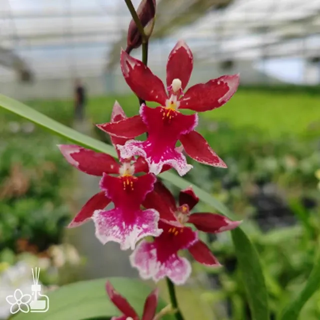 Cambria Barrocco Red