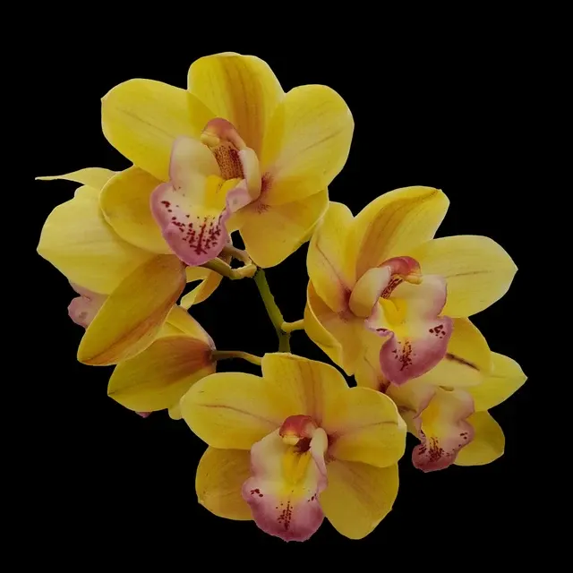 Cymbidium Golden Girl 'Golden Girl'