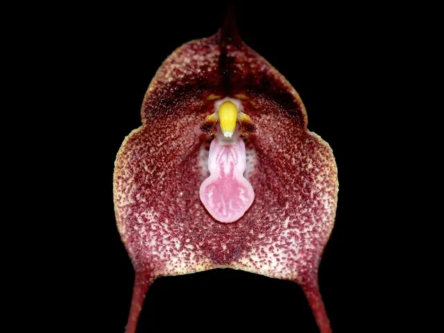 Dracula diabola (Dracula)