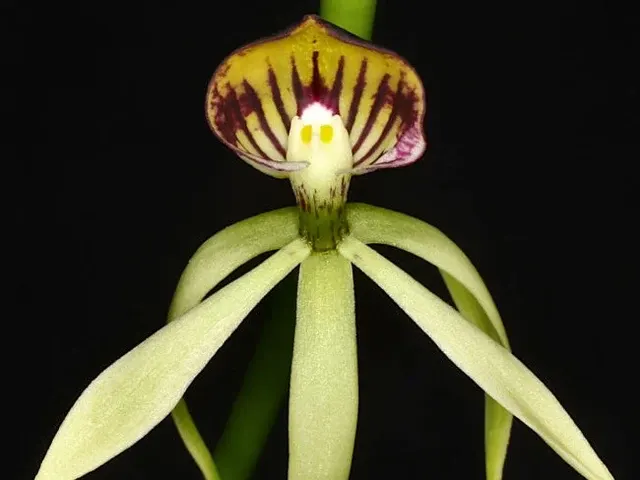 Prosthechea Green Hornet