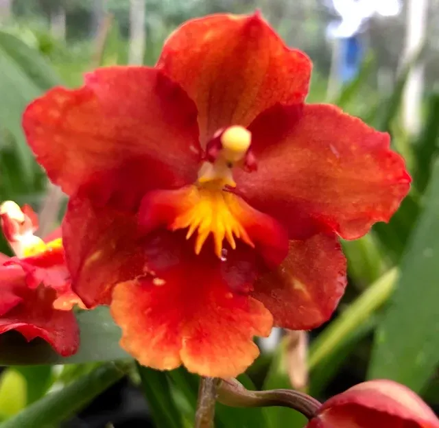 Wilsonara Firecat 'Lavaglow'