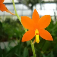 Encyclia vitellina — Raritäten - blühfähige Pflanzen