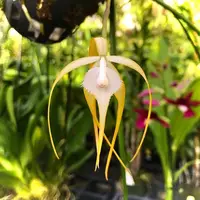 Brassavola Cucullata