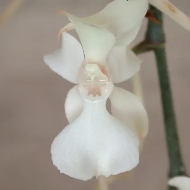 Aerangis kotschyana 'Big Plant' (Aerangis)