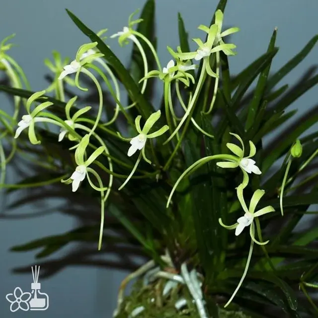 Neofinetia falcata 'Hisui'