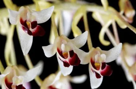 Eria cylindrostachya 'Fountain Spring' (Eria)