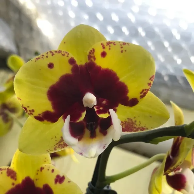 Phalaenopsis YellowVar