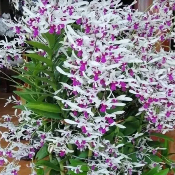 Dendrobium Meesangnil Var. Balieu