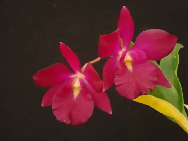 Cattleytonia WHY NOT