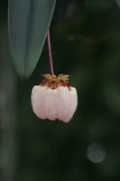Bulbophyllum auratum ‘Elite’s 1st’